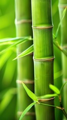 Obraz premium Vibrant green bamboo stalks in a lush forest setting