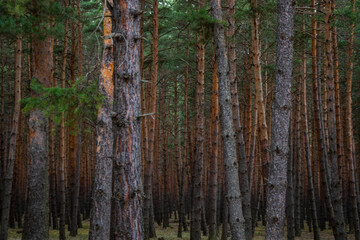 Pine forest landscape