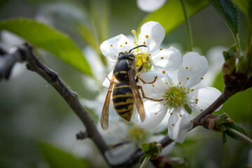 Wasp on blossom cherry tree spring.