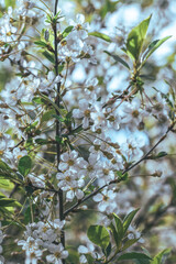 Cherry blossoms on a spring day. Cherry flowers closeup.