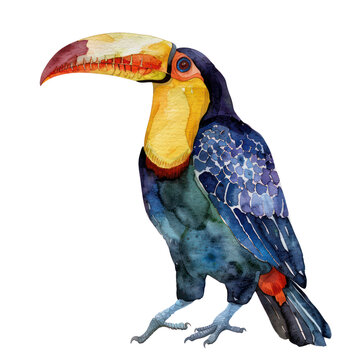 recommend clip art: Toucan watercolor isolate illustration png.