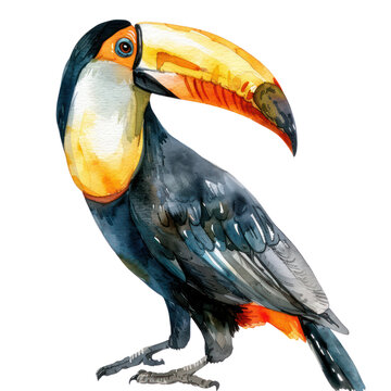 recommend clip art: Toucan watercolor isolate illustration png.