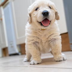 Adorable Golden Retriever puppy 'Daisy' at 4 1/2 weeks old