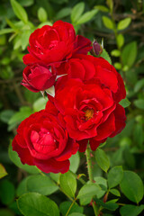 red rose close-up on a bush in the garden