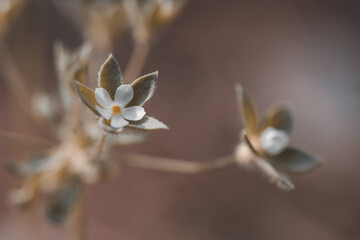 Small white flowers on a brown background. Shallow depth of field.