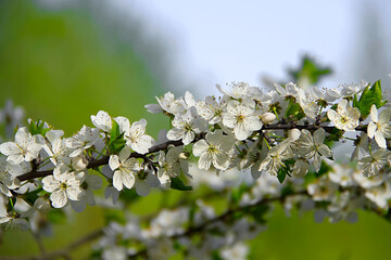 - a blossoming white cherry branch