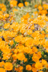 Close up of yellow spring flowers in a meadow on a sunny day.