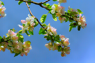 - amazingly beautiful blossoming apple branch