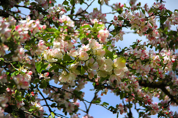 - blooming apple tree branches on the background of the sky