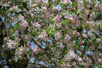 - blooming white-pink apple trees as a carpet