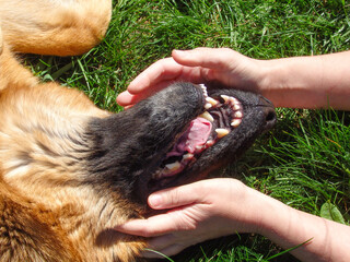 Happy German shepherd dog lying on his back on green grass, fooling around, looking at camera.