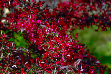 - red-leaved, red-berry apple tree branches close-up