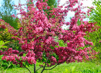 - red-leaved, red-berry apple blossoms