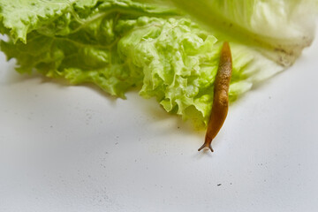 Large slug on a green leaf, slug on a cabbage leaf Close-up