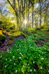 Spring forest Sweden
