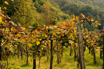 Vineyard, rows of grapes with yellow wilting leaves on an autumn sunny day in the countryside in Georgia, soft focus