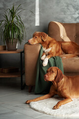 An elegant Vizsla dog sits perched on a couch arm, its focused gaze and graceful posture...