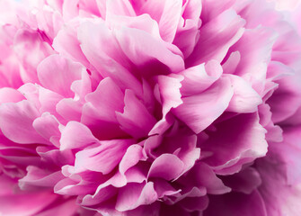 pink peony