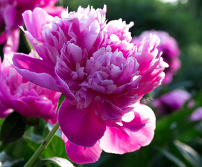 pink peony