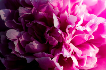 pink peony