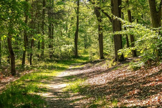 Sentier de promenade en for&ecirc;t de Fontainebleau, avec effet de lumi&egrave;re chaude et tons vifs