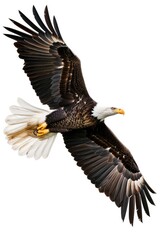 Majestic Bald Eagle in Flight: Dynamic Movement