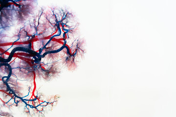 Capillary background, blood vessel, is a medical procedure used to visualize the circulatory system