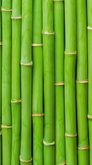 Fototapeta premium Verdant bamboo stalks texture up close