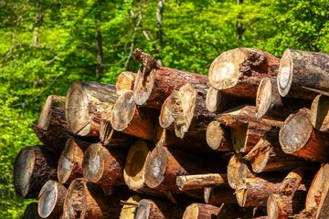 Vue sur un tas de troncs d'arbres abattus en forêt, avec tons vifs