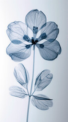 X-ray image of a flower.