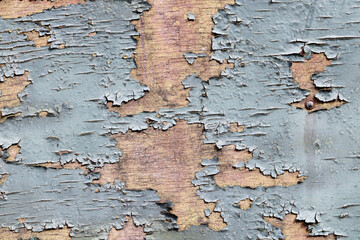 Vintage old cracked paint on a wooden surface, background texture of an aging grunge surface