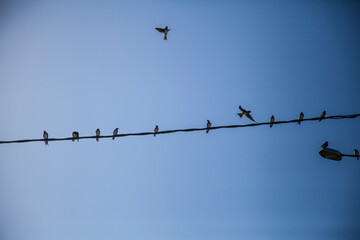 Birds on wire