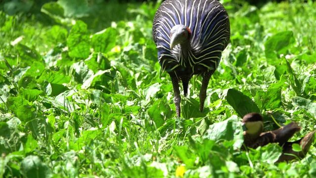 Vulturine guineafowl (Acryllium vulturinum) is the largest extant species of guineafowl. It is a member of the bird family Numididae, and is the only member of the genus Acryllium.