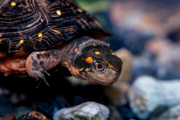 Obraz premium キボシイシガメ