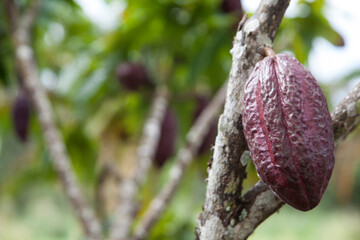 Cocoa tree