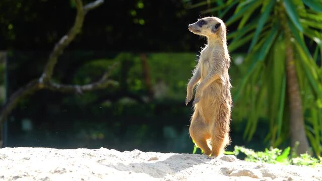 Meerkat or suricate (Suricata suricatta) is small carnivoran belonging to mongoose family (Herpestidae). Meerkats live in all parts of Kalahari Desert in Botswana, in much of Namib Desert in Namibia.