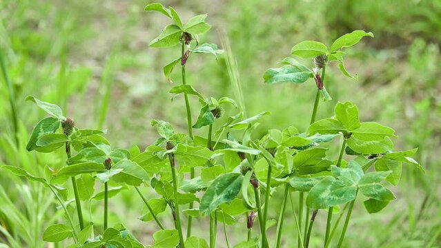 Trifolium pratense (Purple, Cowgrass, Medium red, Peavine, Mammoth, Chilean, Honeysuckle, Broad-leaved or Chilian Clover, Cowgrass, Meadow Honeysuckle or Trefoil) is flowering plant in family Fabaceae