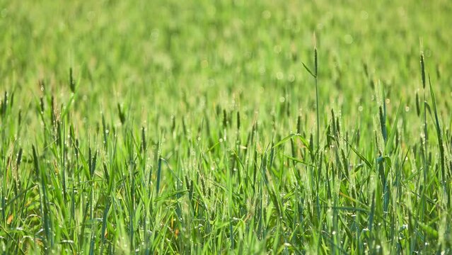 Alopecurus pratensis, known as the meadow foxtail or the field meadow foxtail, is a perennial grass belonging to the grass family (Poaceae). It is native to Europe and Asia.