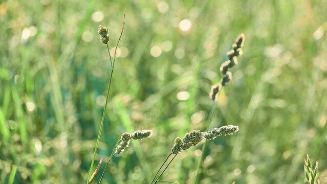 Dactylis glomerata, cock's-foot, orchard grass, or cat grass (due to its popularity for use with domestic cats) is common species of grass in genus Dactylis.