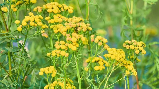 Tansy (Tanacetum vulgare) is a perennial, herbaceous flowering plant in in the aster family, native to temperate Europe and Asia. Common tansy, bitter buttons, cow bitter, or golden buttons.