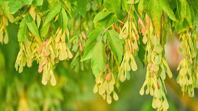 Acer negundo, the box elder, boxelder maple, Manitoba maple or ash-leaved maple, is a species of maple native to North America. It is a fast-growing, short-lived tree with opposite, compound leaves.