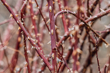 Delicate yet dangerous, the thorn bush's sharp needles add texture to the natural landscape,...