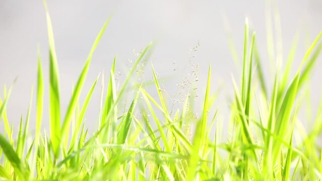 Catabrosa aquatica, called brookgrass, water whorl-grass, water whirlgrass and water hairgrass, is widespread species of semi-aquatic grass in genus Catabrosa.