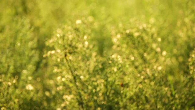 Erigeron or Conyza canadensis is annual plant native throughout most of North America and Central America. It is horseweed, Canadian horseweed, Canadian fleabane, coltstail, marestail, and butterweed