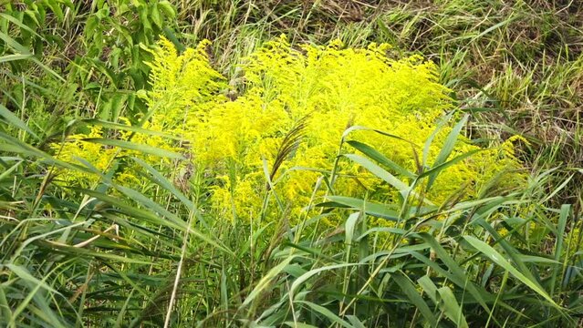 Solidago canadensis, known as Canada goldenrod or Canadian goldenrod, is an herbaceous perennial plant of the family Asteraceae.