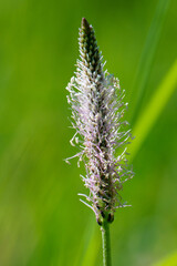 The lanceolata plantain (Plantago lanceolata) is a medicinal herb that has anti-cough properties and has anti-inflammatory and antibiotic effects.