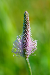 The lanceolata plantain (Plantago lanceolata) is a medicinal herb that has anti-cough properties and has anti-inflammatory and antibiotic effects.