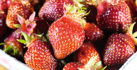 Erdbeeren Bio frisch
