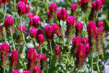 Red clover flowers on the field in the background