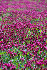 Red clover flowers on the field in the background